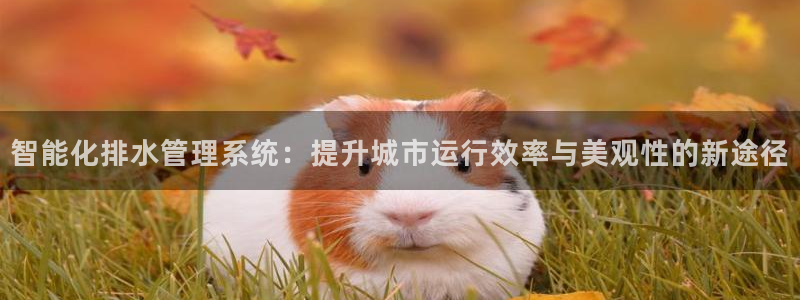威九国际PPT