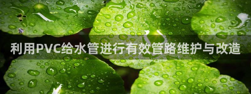 威九国际女明星